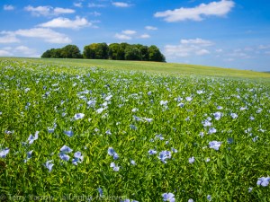 Flax on Windmill Hill