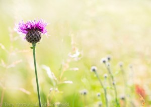 Summer in the Meadows