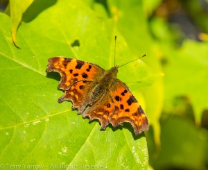 Comma