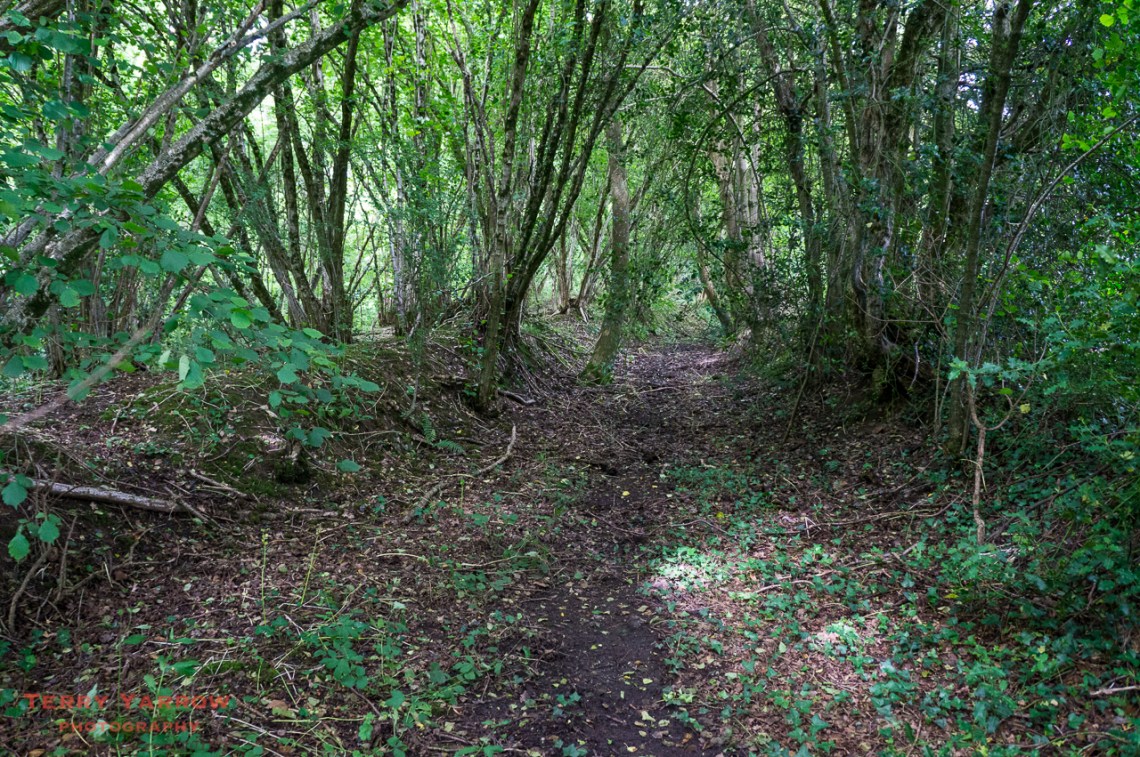 The sunken lane near Chetnole
