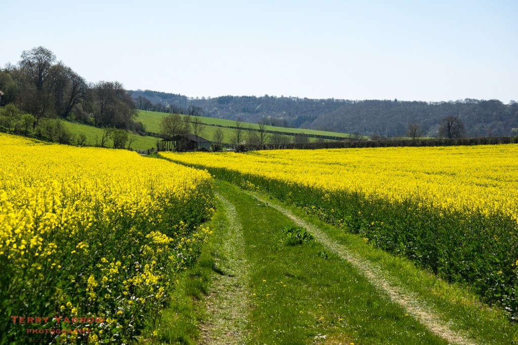 Oil Seed Rape