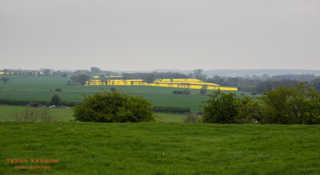 A rape field shines out of mist and rain!