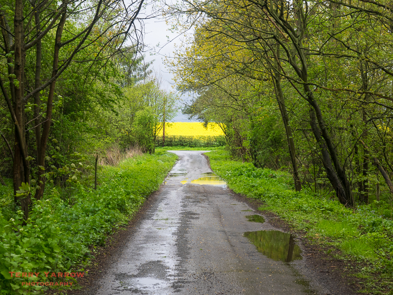 A quiet country lane.