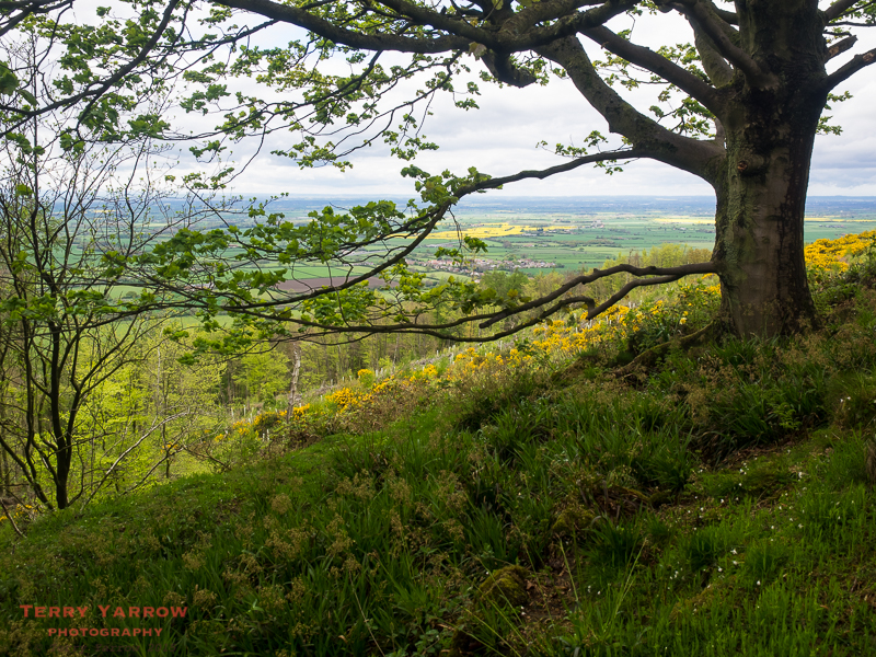 Climbing through the trees at Arncliffe Woods