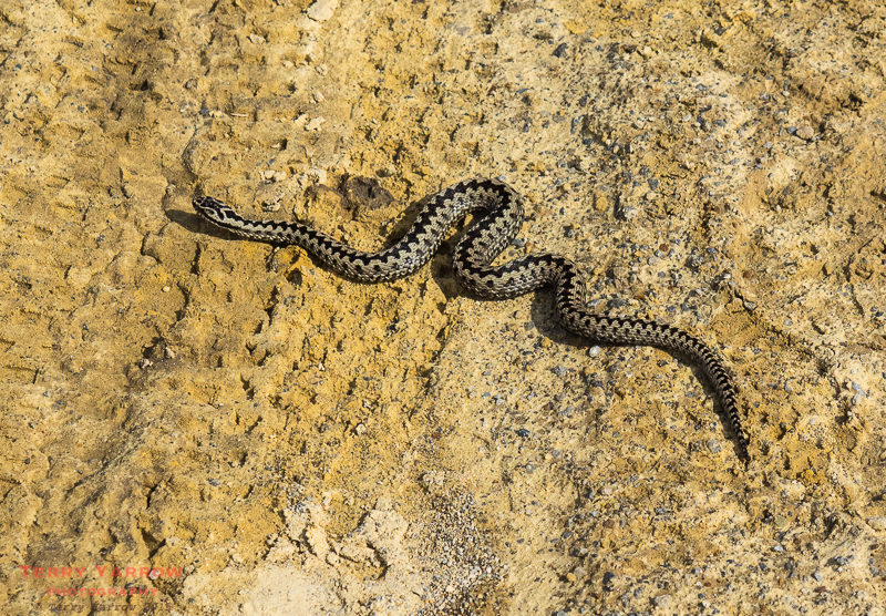 Adder