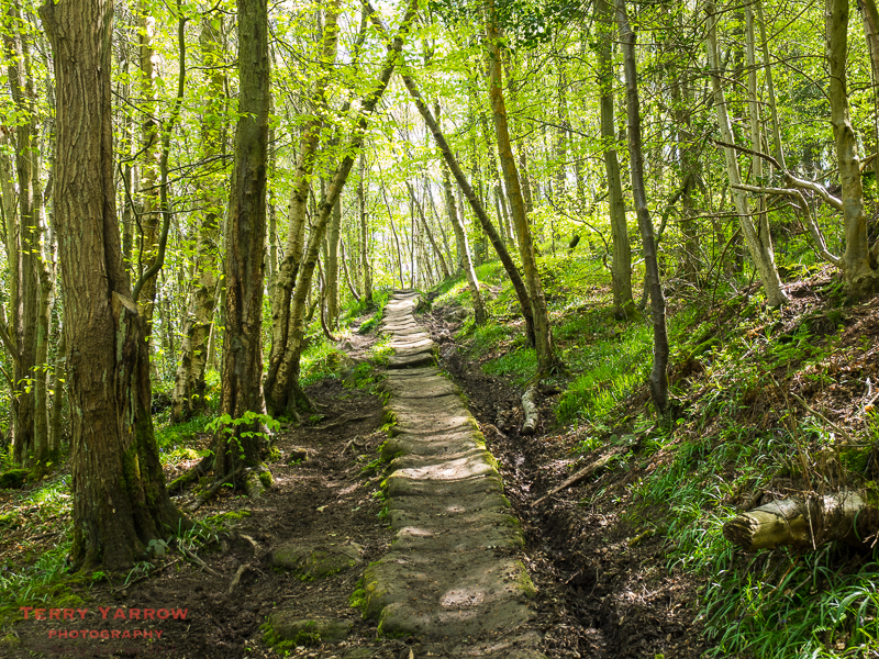 East Arncliffe Woods