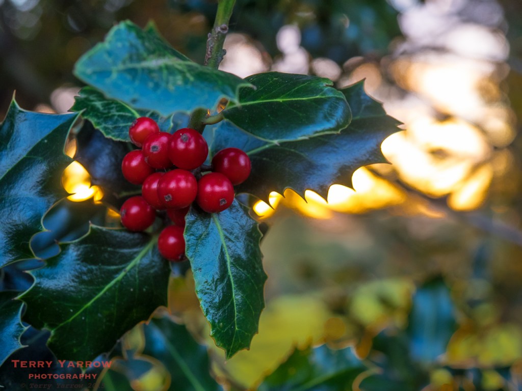 Red Berries in the Sunset