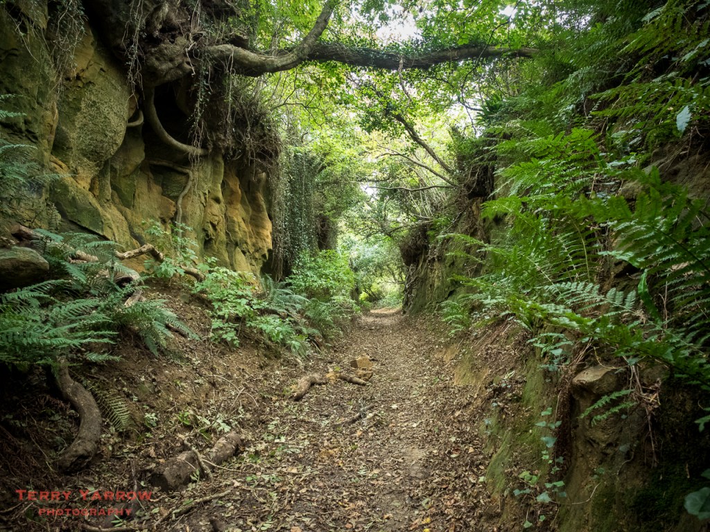 A West Dorset Holloway