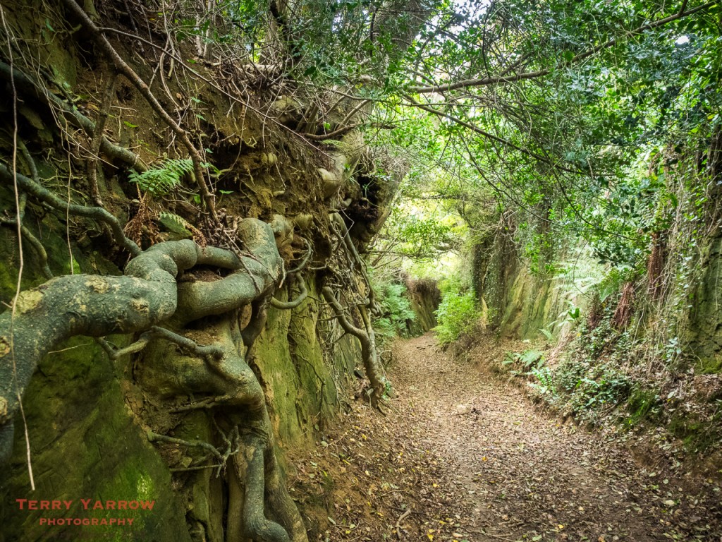An Interlocking Network of Exposed Roots