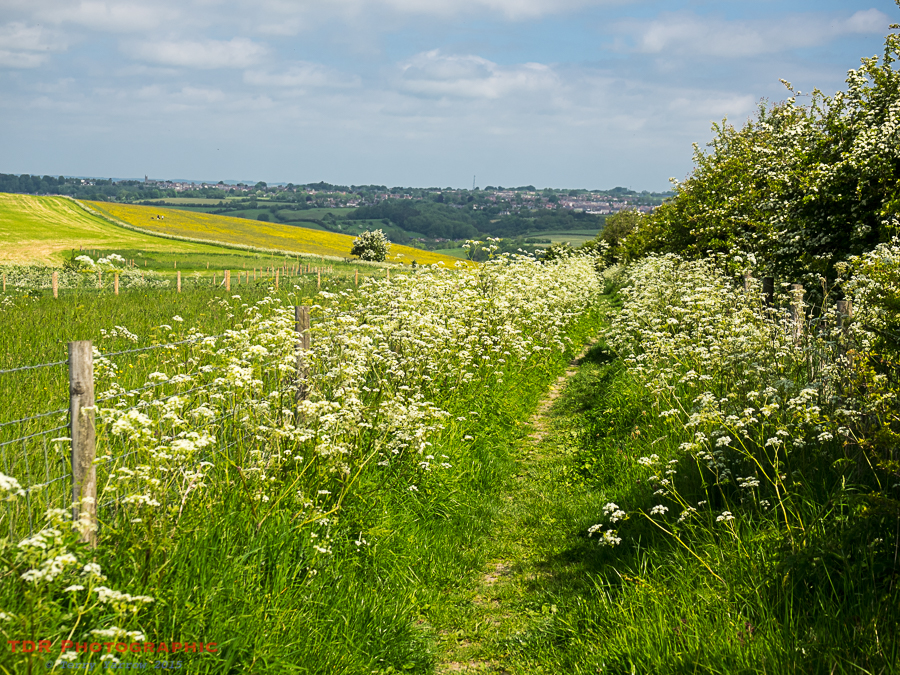 Flower Strewn Path
