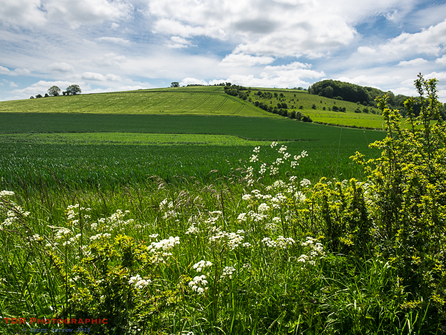 The Lush Green Hills
