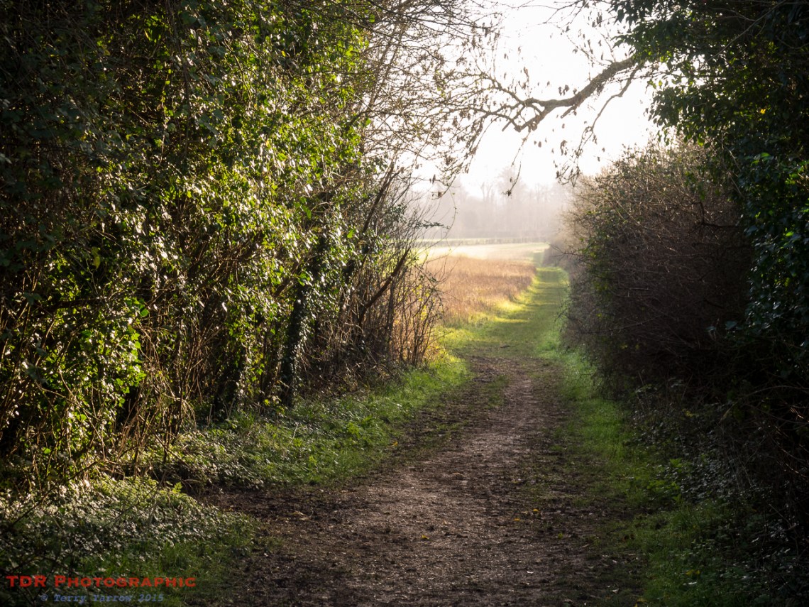 Through the Shrubbery