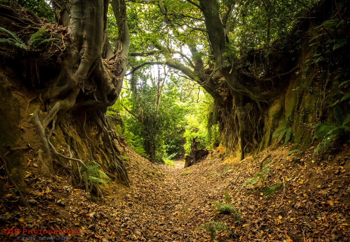 The Magical, Mystery of Dorset's Holloways