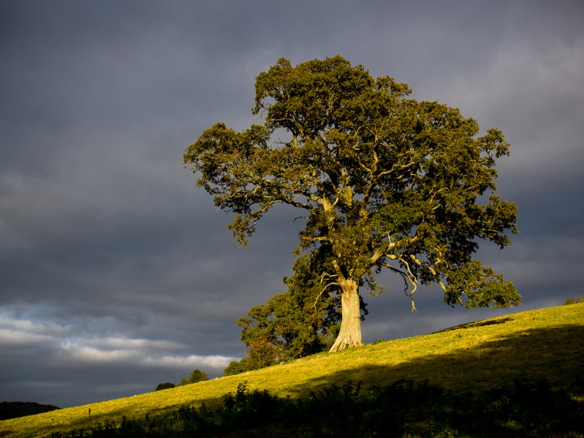 On a Dorset Hillside