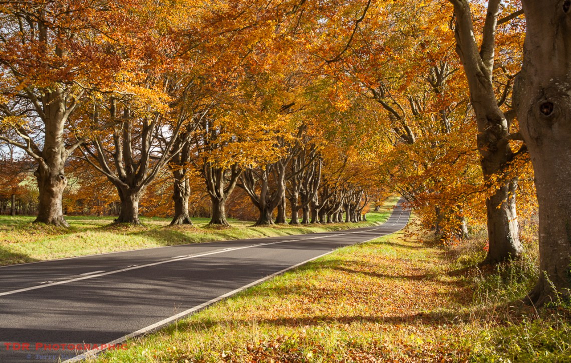 The Golden Glow of Autumn