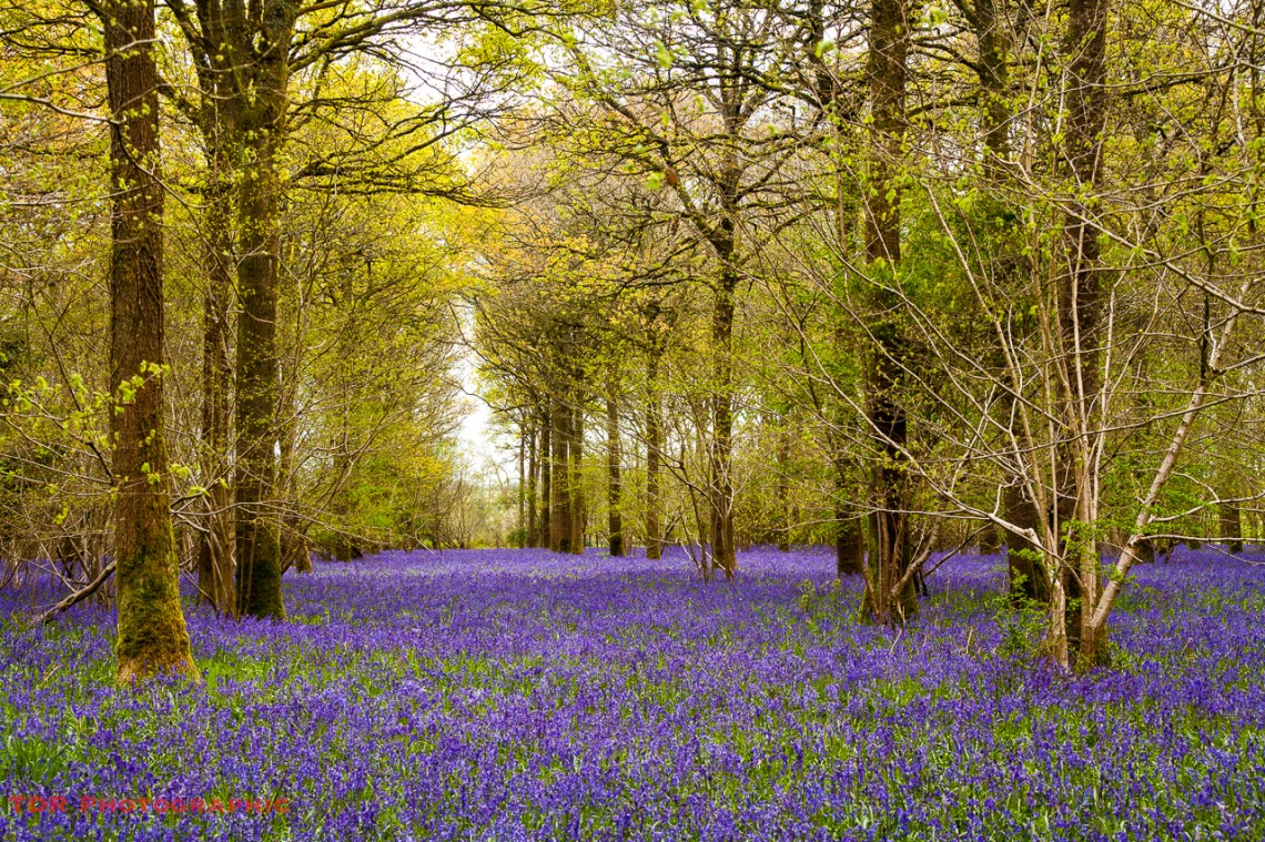 In the Bluebell Woods