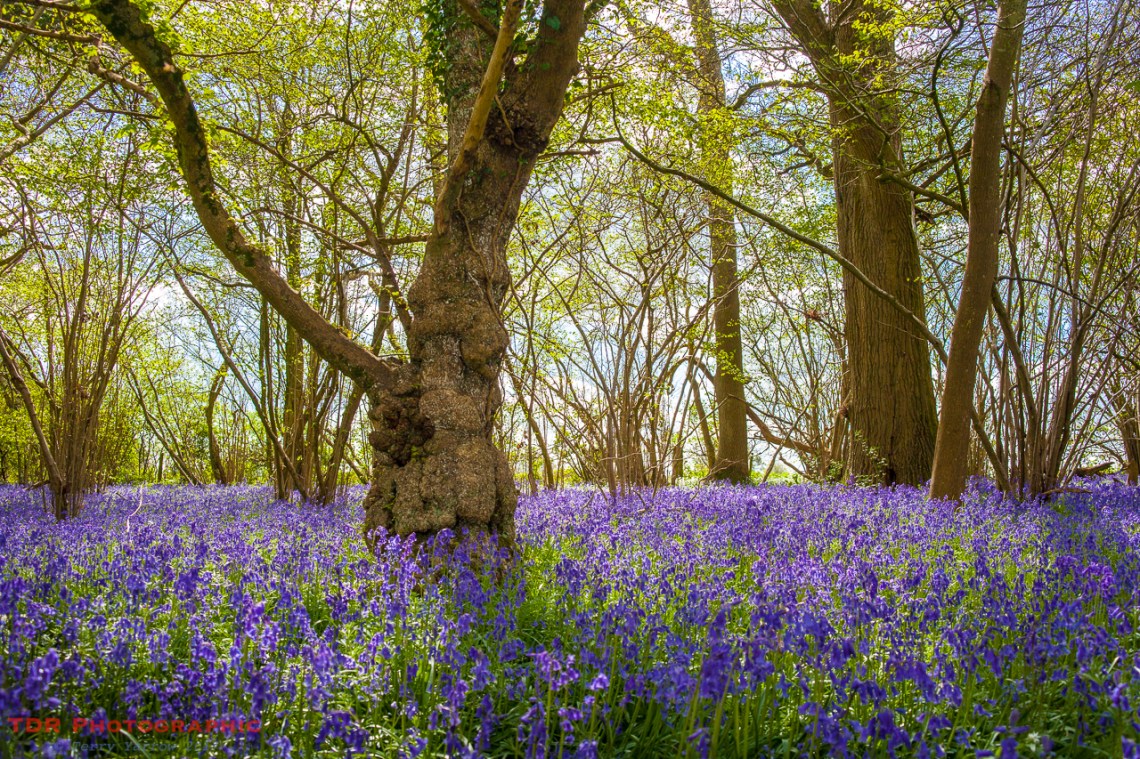 Among the Bluebells