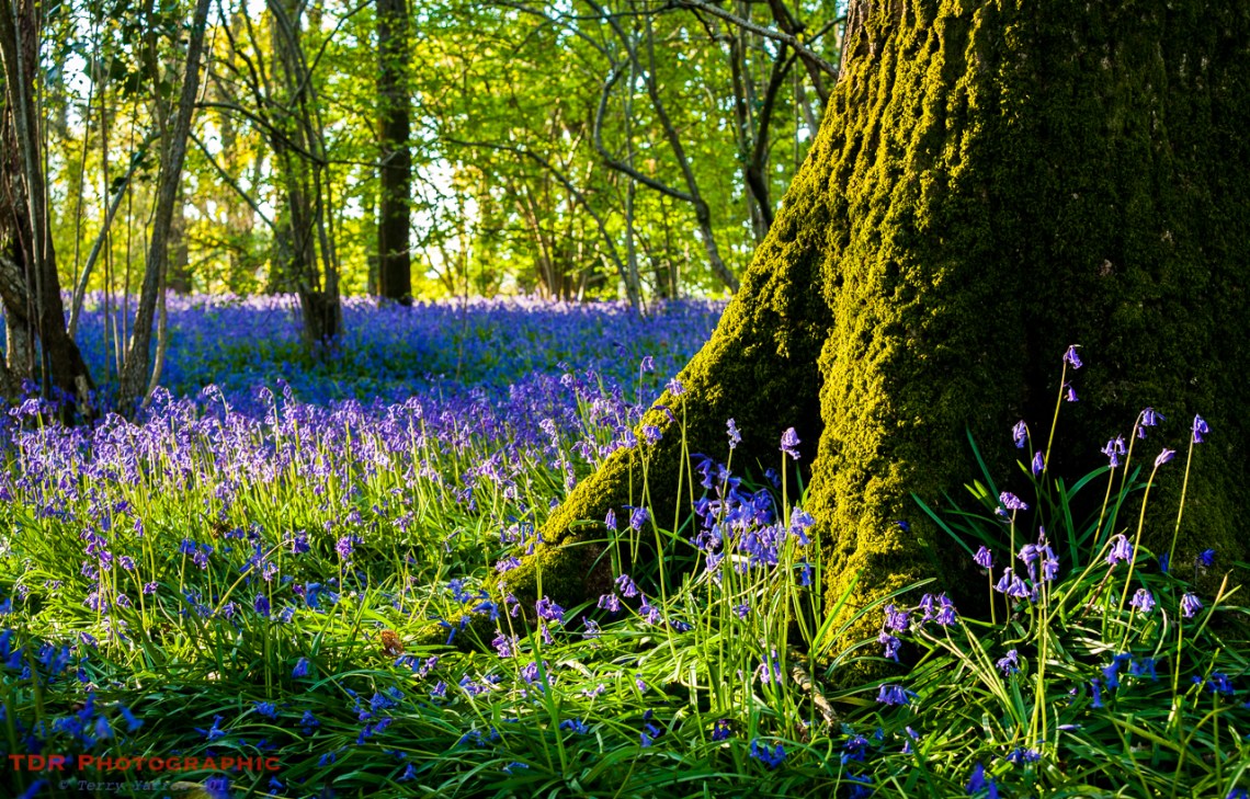 In the Bluebell Woods