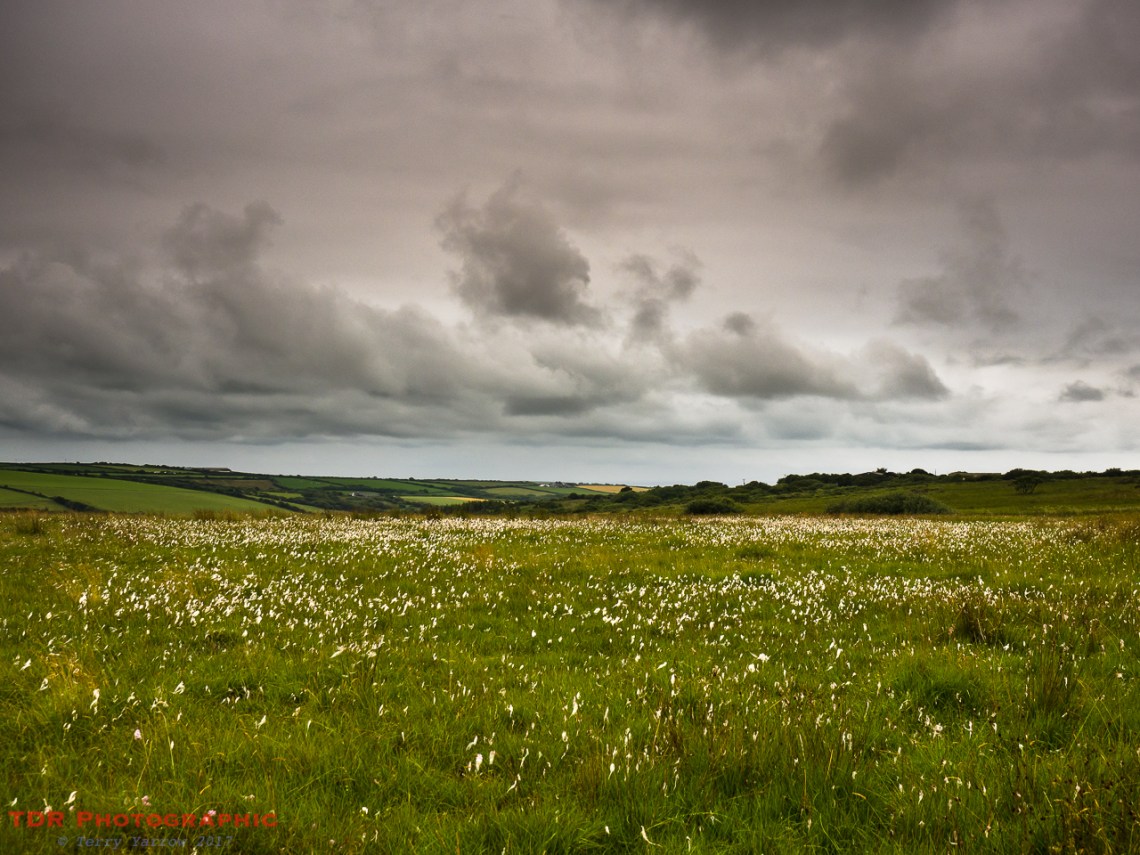 Cotton Grass on Bursdon Moor