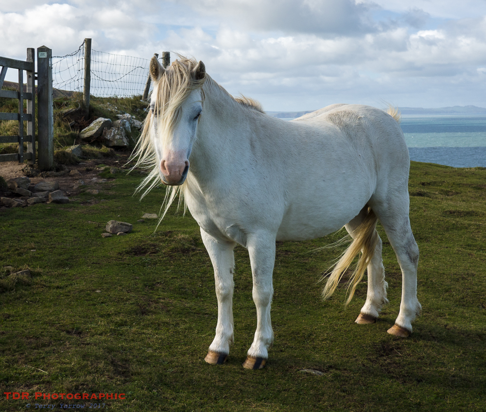 Pony on the Path