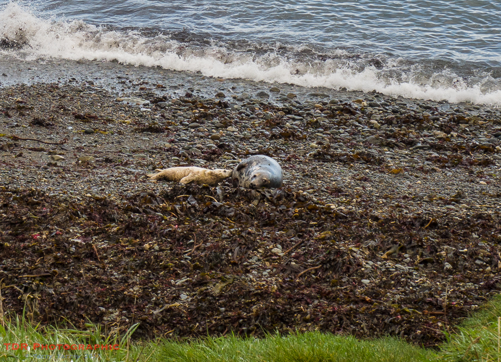 Seals at Porthsychan