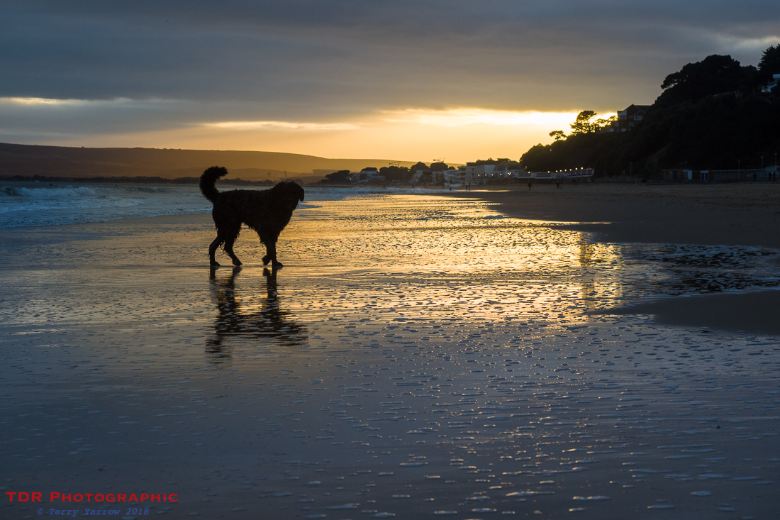 Beach Walkies!
