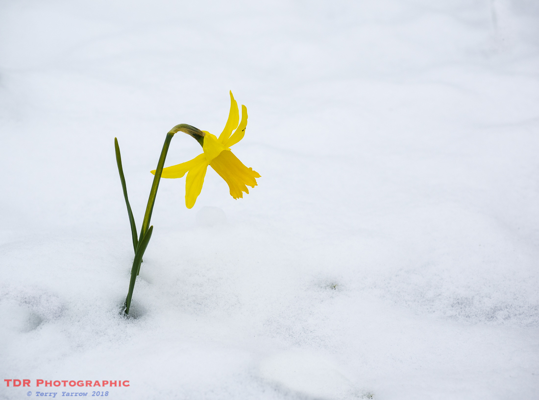 The Coming of Spring