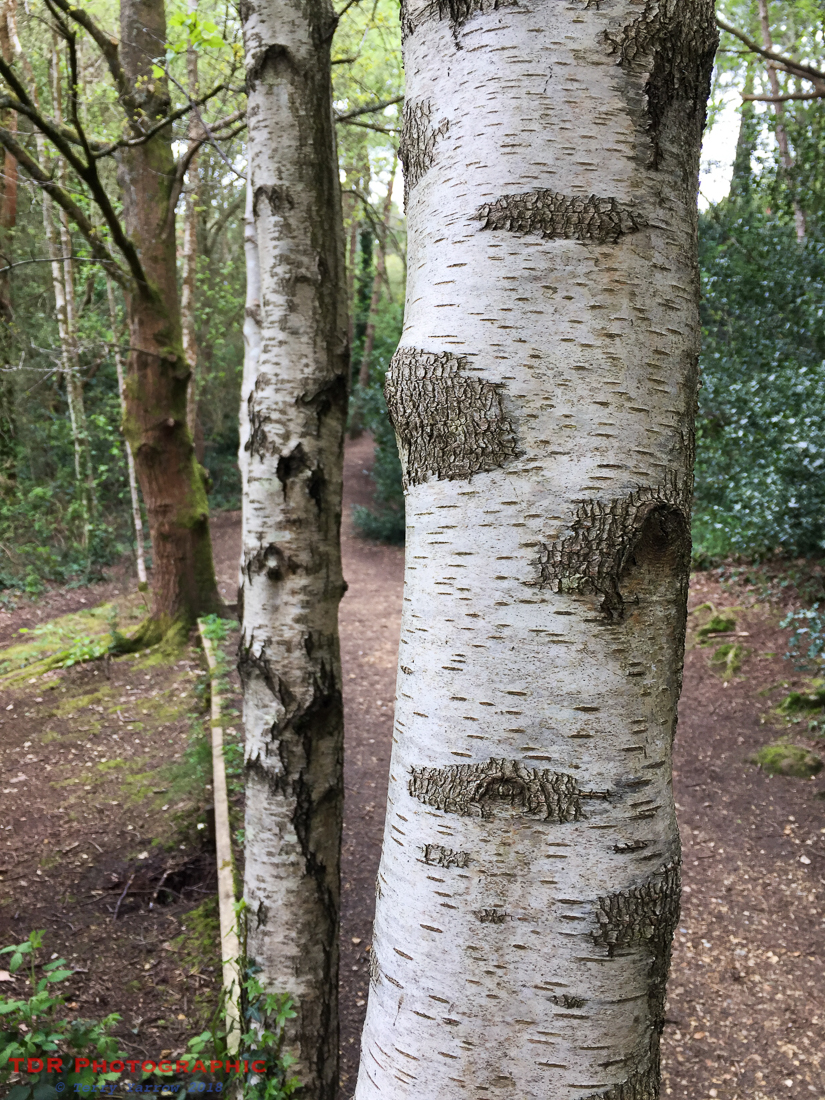 Birch