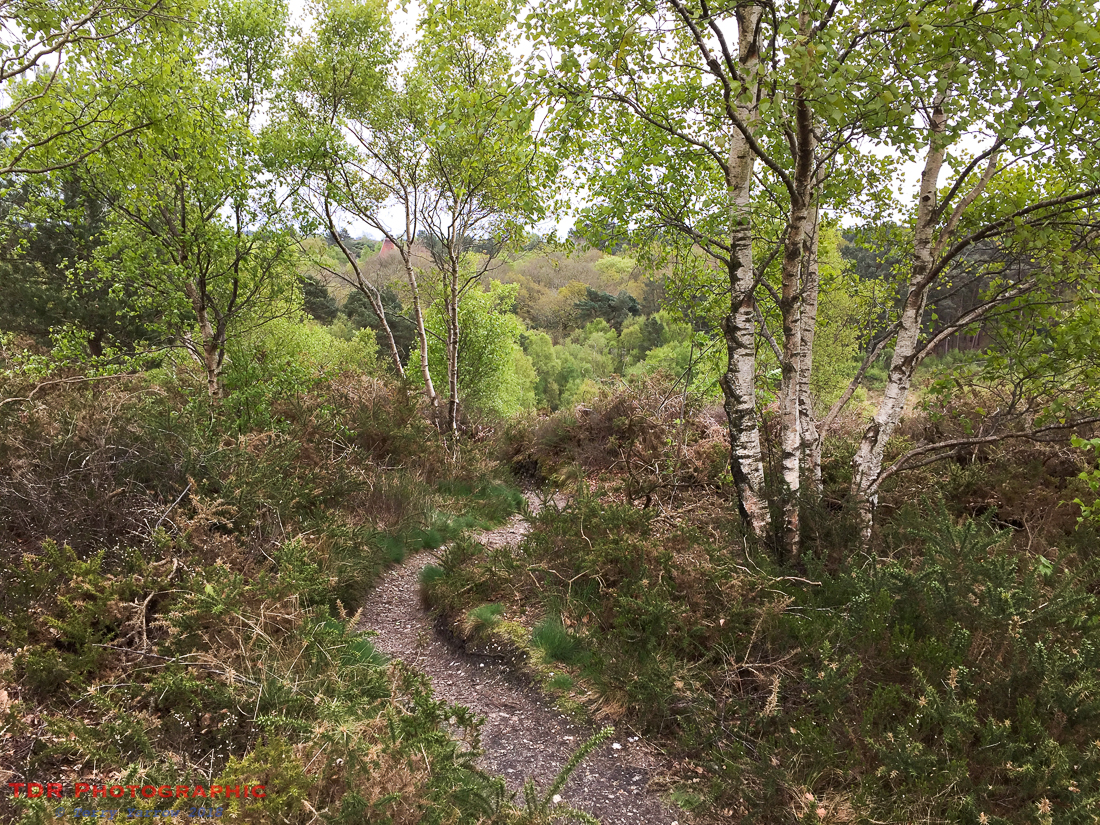 Path Through the Woods