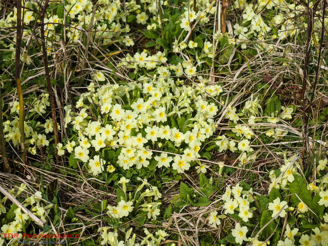 Primroses