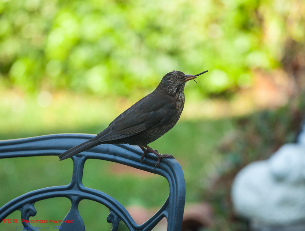 Female Blackbird