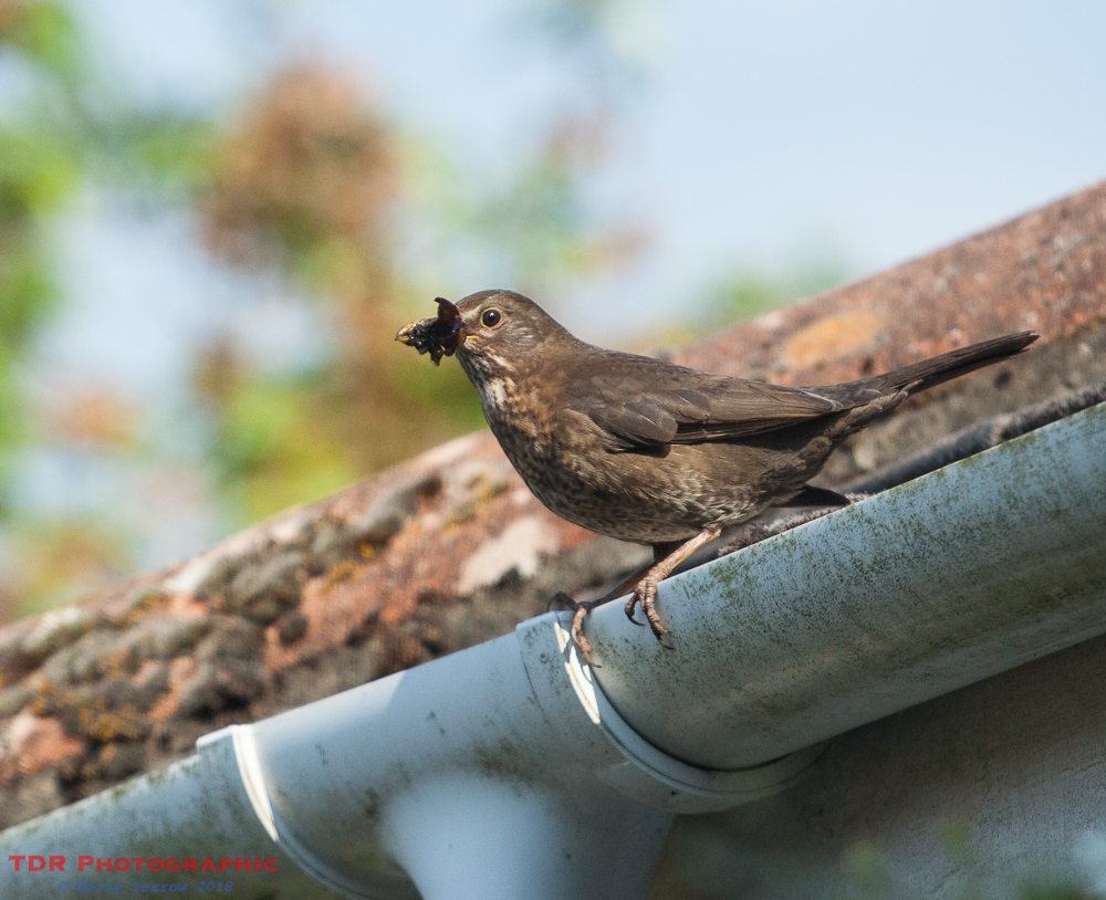 Female Blackbird