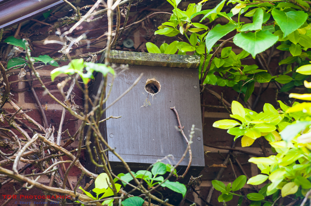 Tree Bumblebee Nest