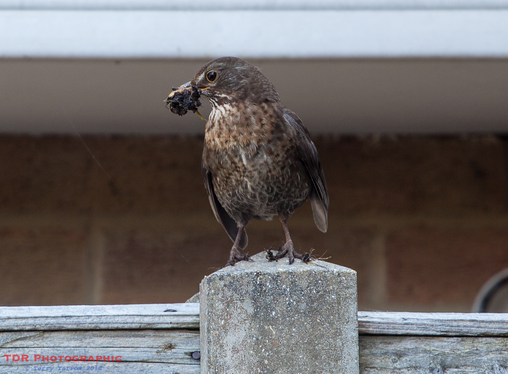 Female Blackbird