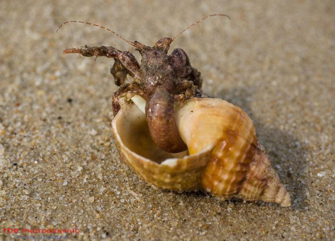 Shell Alien Another Alien Lands on the Dorset Coast – The Dorset Rambler