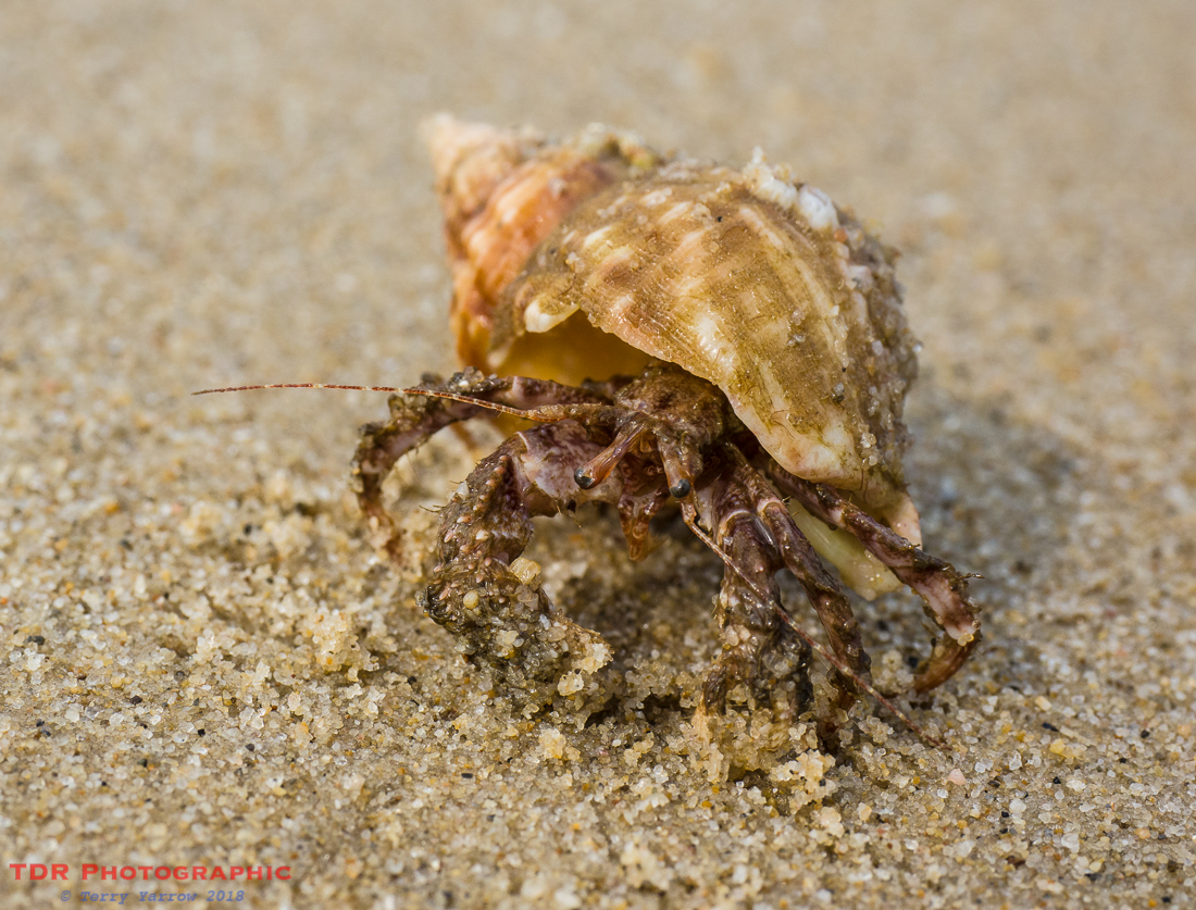 Hermit Crab