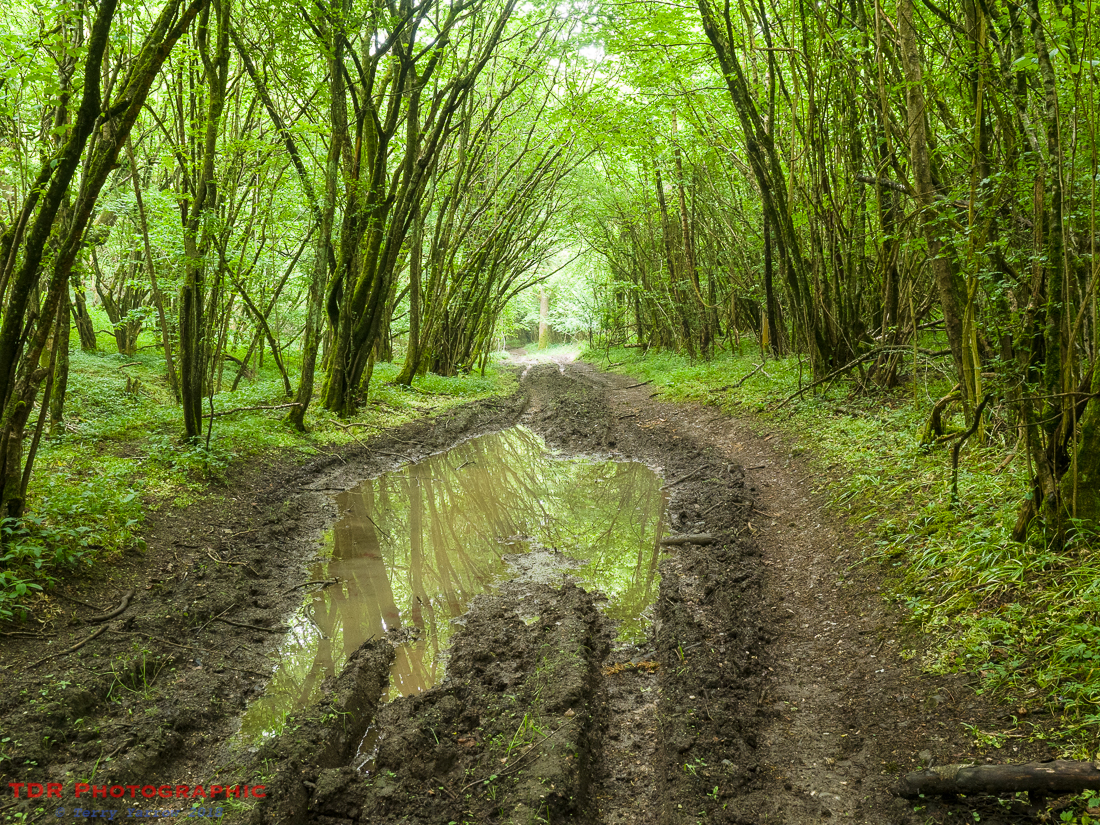 In the Ancient Woodlands