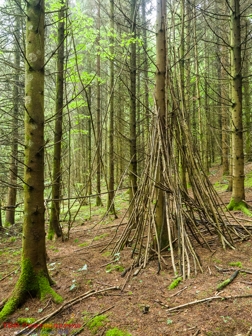 In the Ancient Woodlands