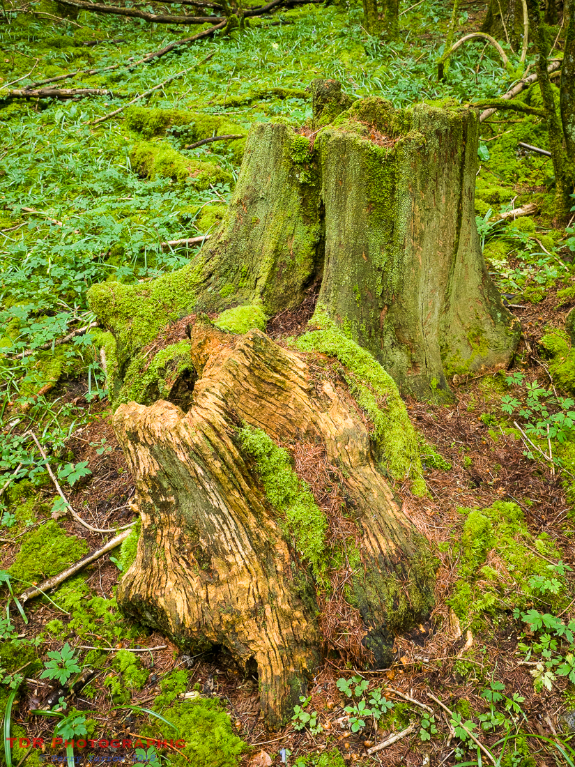 In the Ancient Woodlands