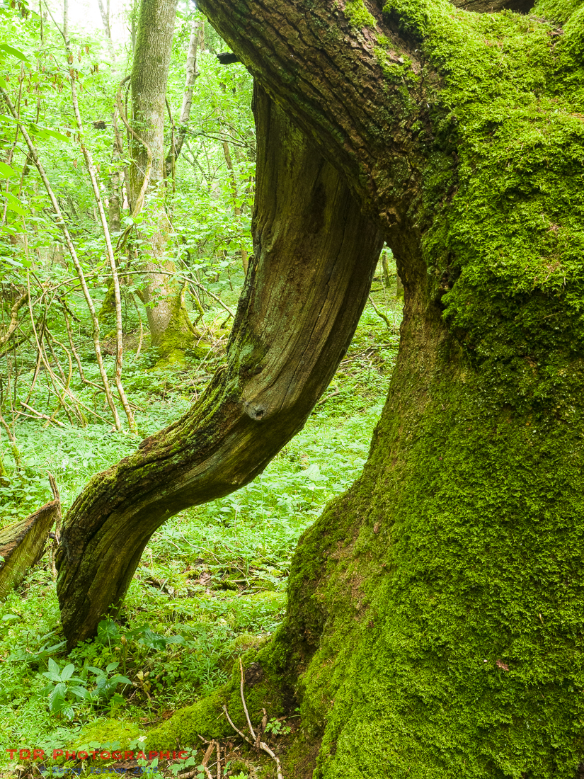 In the Ancient Woodlands