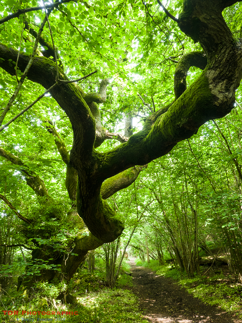 In the Ancient Woodlands