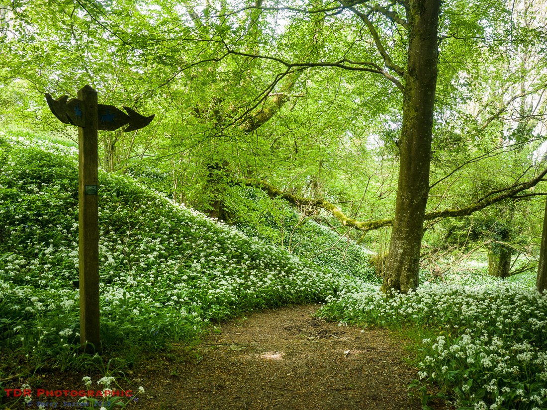 Ramsons in the Woods