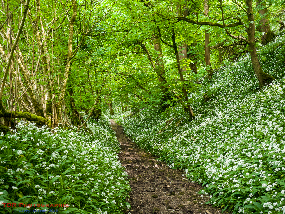 In the Fairy Glen
