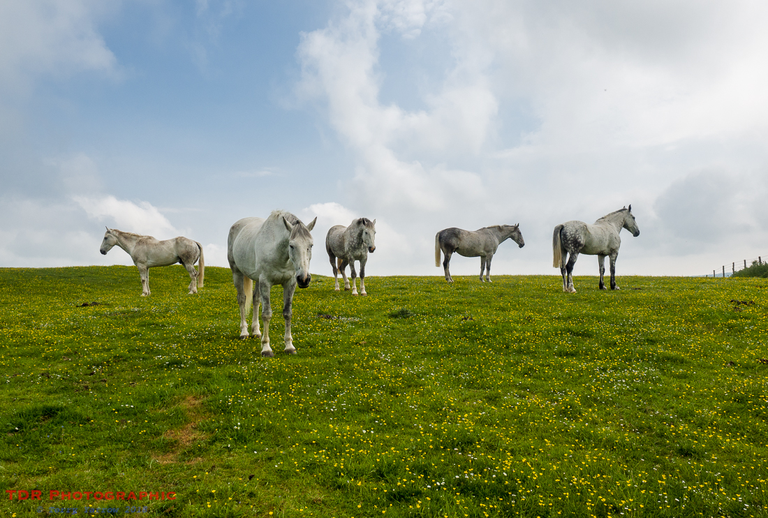 Hilltop Horses