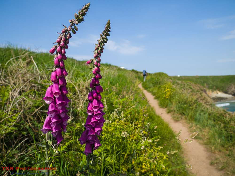 Foxgloves