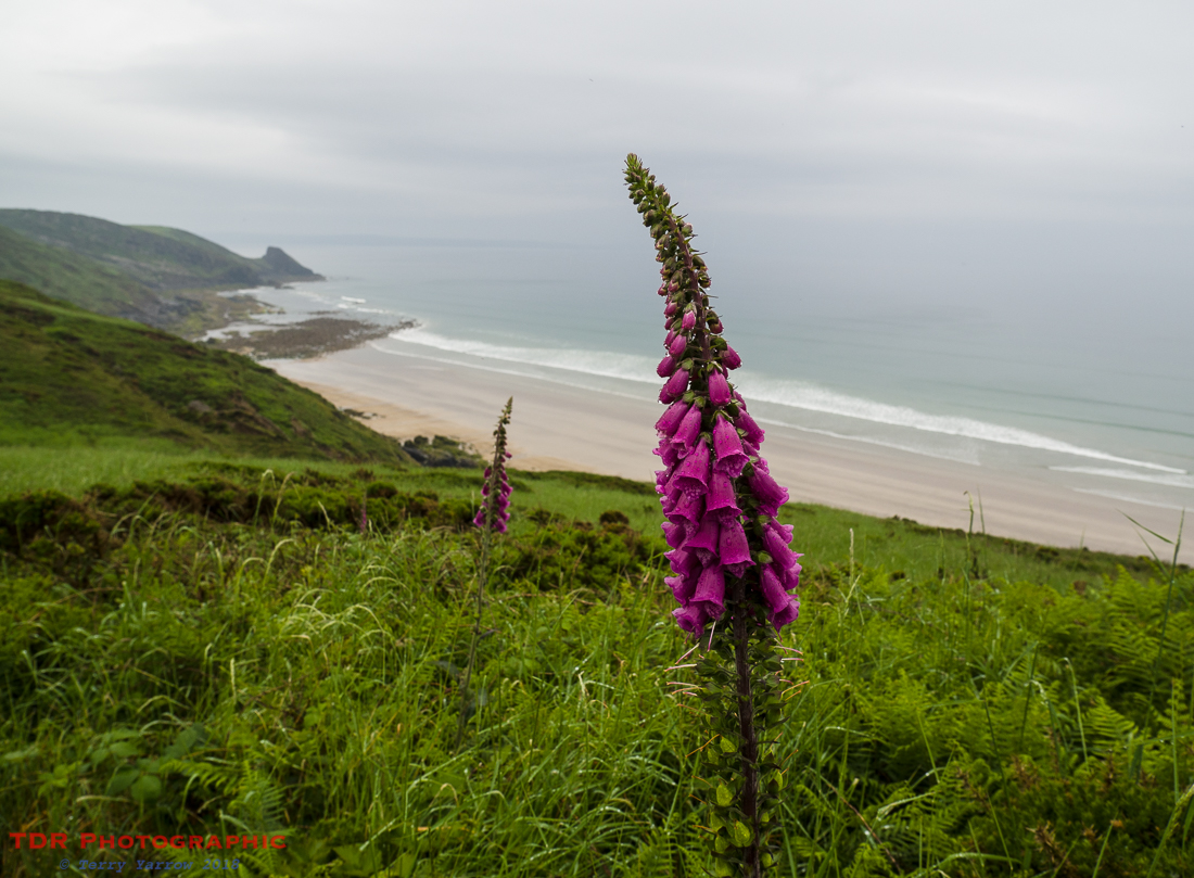 Foxglove