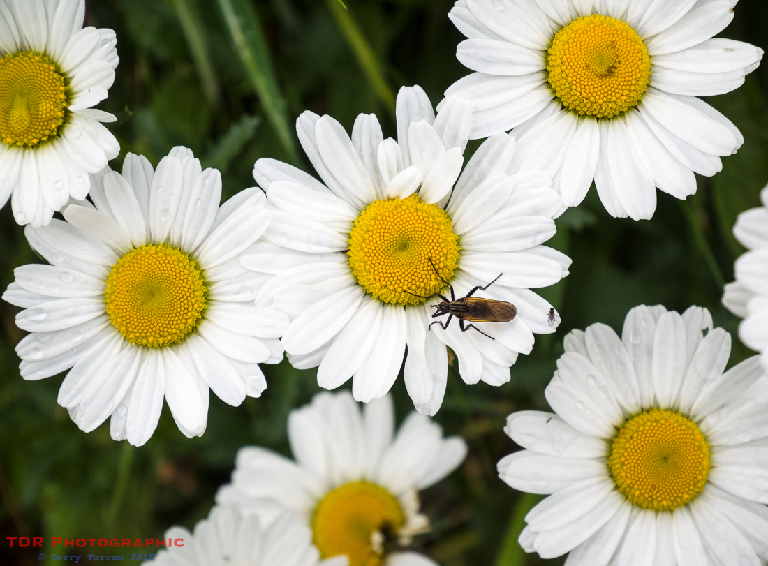 Bug and Daisies