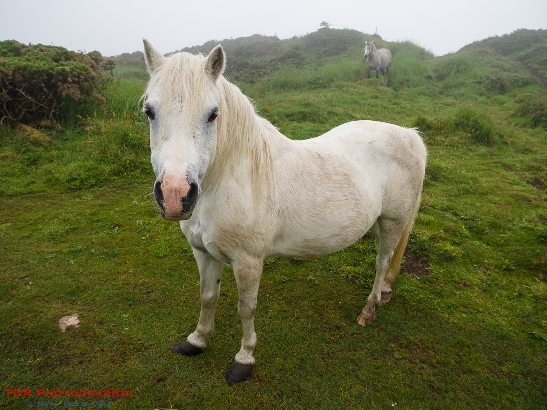 Ponies at Nab Head