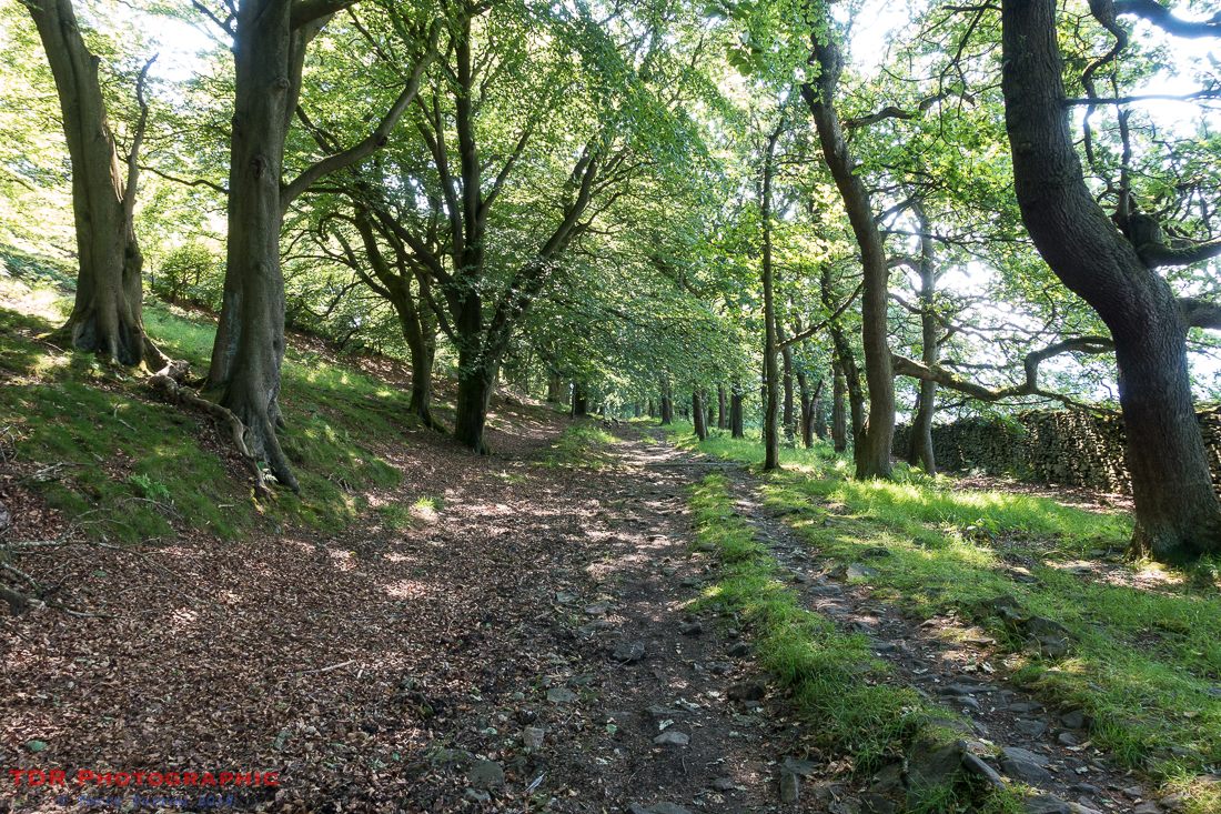 In the woodlands above Skipton
