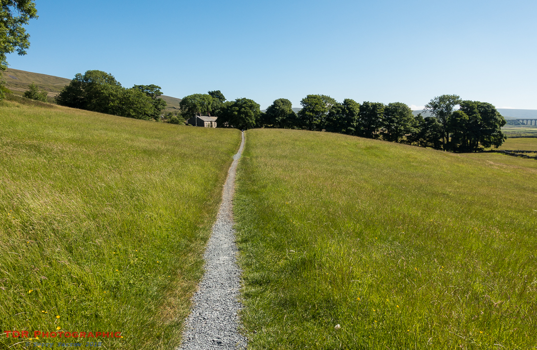Crossing the meadows